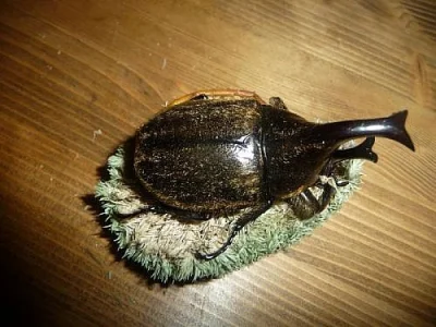 Ládví - Xylotrupes Pubescens imaga