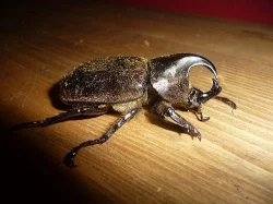 Ládví - Xylotrupes Pubescens imaga