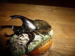 Ládví - Xylotrupes Pubescens imaga