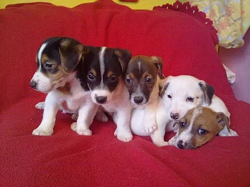 jack russel terier