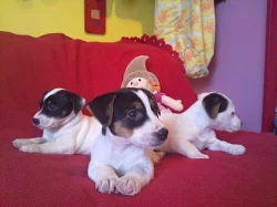 jack russel terier