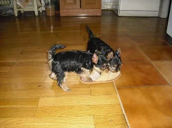 Yorkshire terrier štěňata s PP