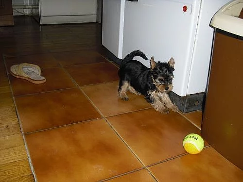 Yorkshire terrier štěňata s PP