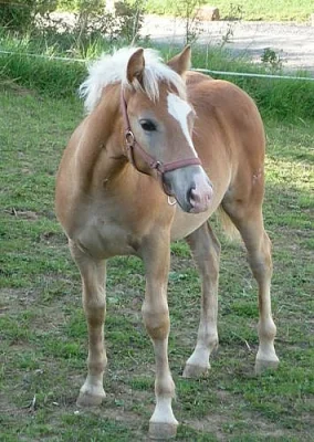 Hodní kluci