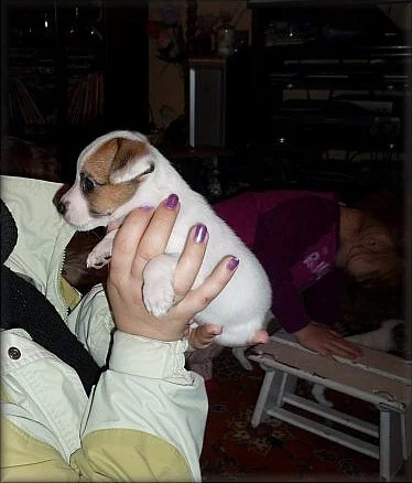 Jack russell terier