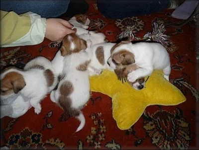 Jack russell terier