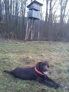 Čokoládová štěňátka labradora s PP