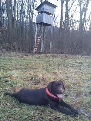 Čokoládová štěňátka labradora s PP
