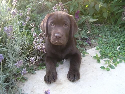 Čokoládová štěňátka labradora s PP