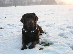 Čokoládová štěňátka labradora s PP