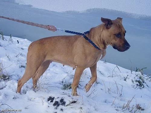 Daruji dvouletou fenku stafordského teriéra