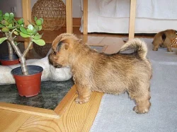 Norwich terrier s pp