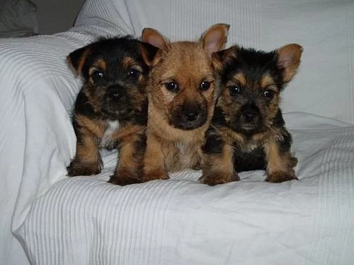 Norwich terrier s pp