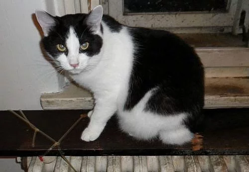 Kočka Sisinka
