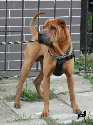  šarprej bez domova, hledá novou rodinu