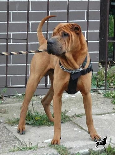 šarprej bez domova, hledá novou rodinu