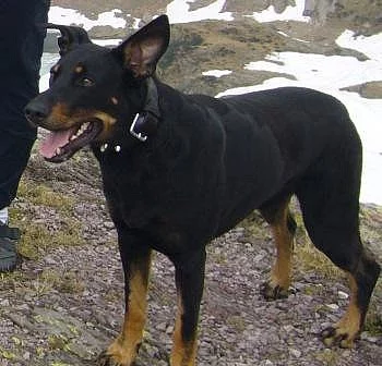 Snap , kříženeček hledá domov