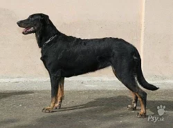 zadám štěňata beaucerona