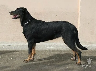 zadám štěňata beaucerona