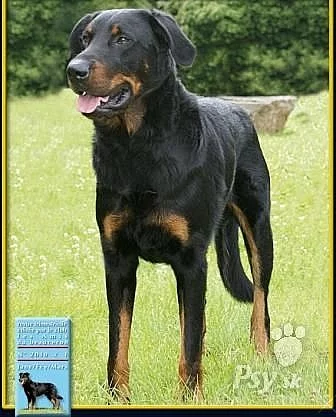 zadám štěňata beaucerona