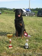 zadám štěňata beaucerona