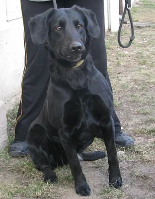 Fenka Sára *2009