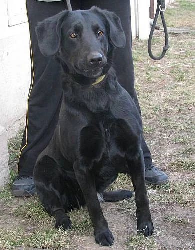 Fenka Sára *2009
