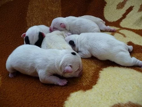 francouzský buldoček