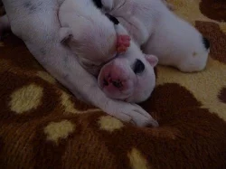 francouzský buldoček