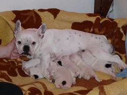 francouzský buldoček