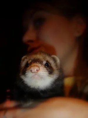 nabízím fretečku