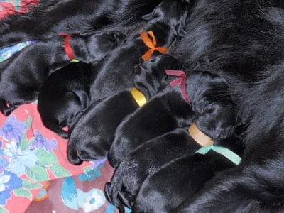 FLAT COATED RETRIEVER