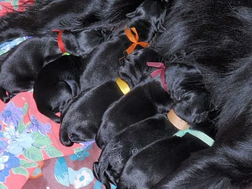 FLAT COATED RETRIEVER