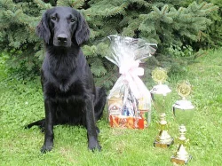 FLAT COATED RETRIEVER