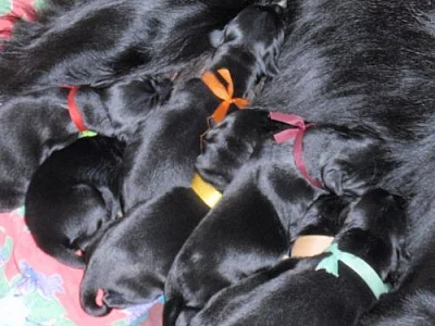 FLAT COATED RETRIEVER