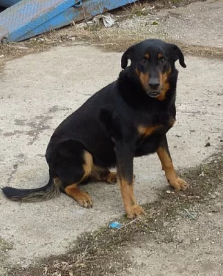 Beauceron s PP