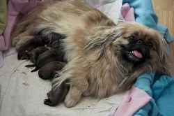 ŠTĚŇATA - PEKINÉZ