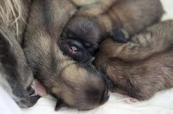 ŠTĚŇATA - PEKINÉZ