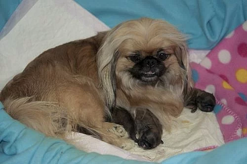 ŠTĚŇATA - PEKINÉZ