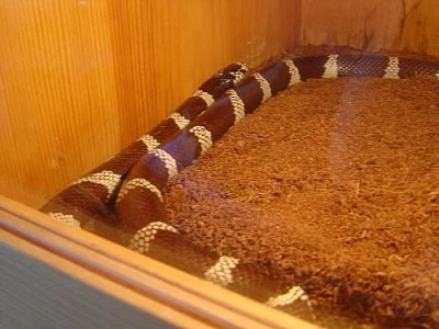 Lampropeltis getula californiae 