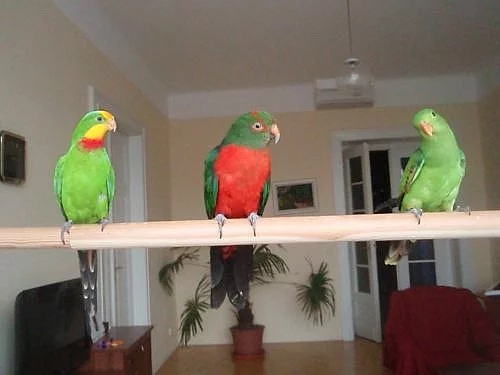 papoušek královský), nádherný a červenokřídlý