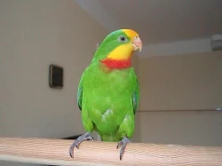 papoušek královský), nádherný a  červenokřídlý