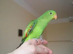 papoušek královský), nádherný a červenokřídlý