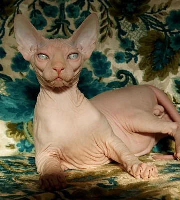 KVALITNI KOTATA KANADSKEHO SPHYNX