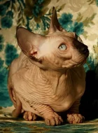 KVALITNI KOTATA KANADSKEHO SPHYNX