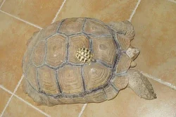 Testudo hermanni, graeca, marginata 
