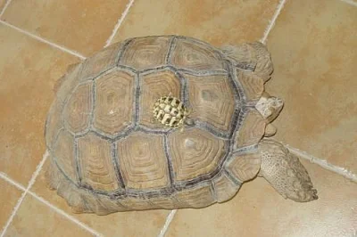 Testudo hermanni, graeca, marginata 