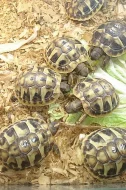 Testudo hermanni, graeca, marginata 