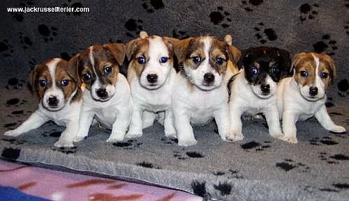 Jack russell terier