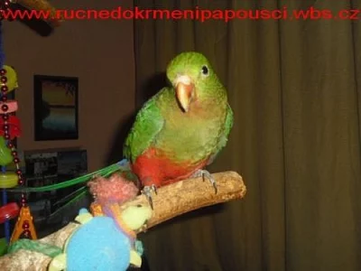 Ochočený Papoušek červenokřídlý
